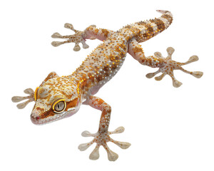 Naklejka premium A small gecko with brown and white markings, looking directly at the camera with its large eyes.