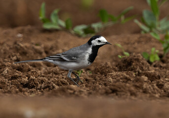 White wagtail feeding at Buri farm, Bahrain