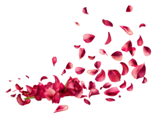 A swirling cloud of red rose petals  with a rose at the base, creating a