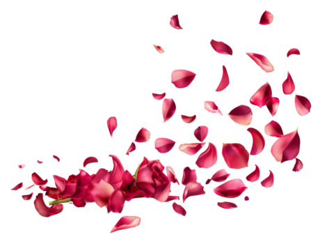 A swirling cloud of red rose petals  with a rose at the base, creating a