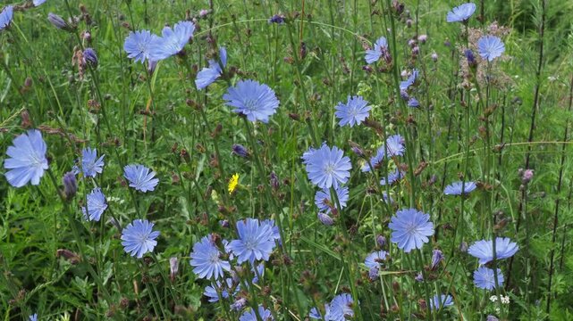 Chicory flowers on field in summer day. Summer background. Chicory or Cichorium Intybus blue flowers. Plant used in cooking and dietary food