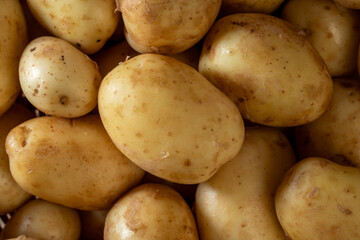 Close-up new raw potato in a pile gemson variety gown in Norfolk UK. British product. Carb source. View from above.