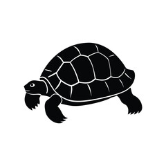 turtle turtle, tortoise, animal, reptile, shell, isolated, nature, slow, wildlife, pet, white, wild, cute, walking, pets, aquatic, amphibian
