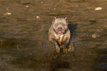 Pitbull terrier running and splashing through water at sunset