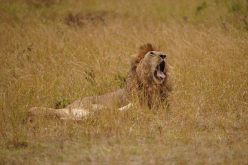 Lion