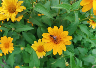 Bee on a yellow flower. Heliopsis helianthoides. Smooth oxeye perennial plants in summer garden