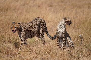 Cheetah