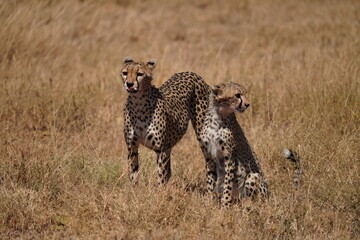 Cheetah