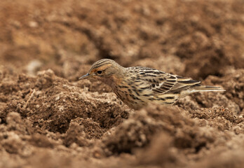 Red throated pipit feeding at Buri farm, Bahrain