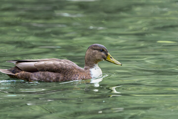 A wild duck swims on a pond. A close-up photo of the bird.