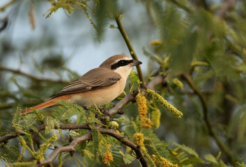 Closeup of a Red-tailed Shrike perched on green, Bahrain