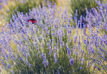 Obraz premium Butterfly landing on lavender