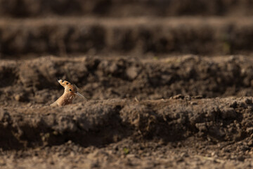 Hoopoe feeding in a farmland at Bahrain