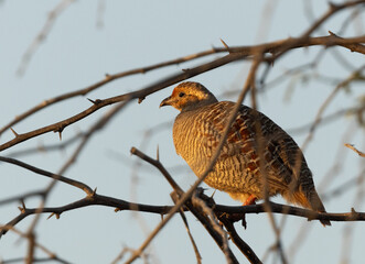 Grey francolin perched on acacia tree at Hamala, Bahrain