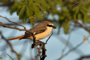 Closeup of a Red-tailed Shrike perched on a tree, Bahrain