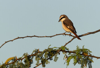 Red-tailed Shrike perched on acacia tree at Jasra, Bahrain