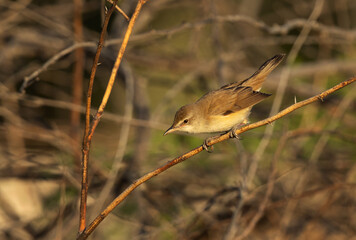 Upchers Warbler perched on tree at Hamala, Bahrain