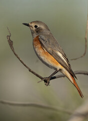Portrait of a Common Redstart perched on tree, Bahrain