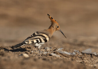 Portrait of a Hoopoe perched ground, Bahrain