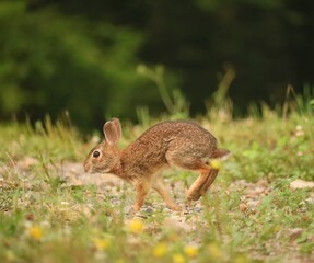 Adorable Cutest Ever Bunny Rabbit 
