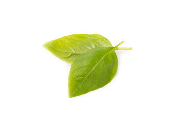 Basil isolated on white background. Fresh organic basil leaves isolated on white background. Spices. Vegan.