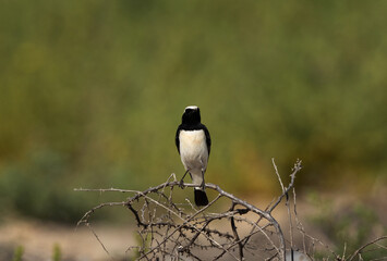 Pied wheatear perched on bush, Bahrain