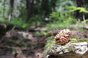 Nature, Romania, Travel, Green, Forest, Plants, Trees, Flowers, Butterfly, Pinecone, Pine Tree
