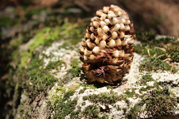 Nature, Romania, Travel, Green, Forest, Plants, Trees, Flowers, Butterfly, Pinecone, Pine Tree