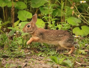 Adorable Cutest Ever Bunny Rabbit 