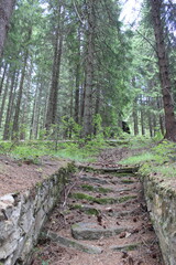 Nature, Romania, Travel, Green, Forest, Plants, Trees, Flowers, Butterfly, Pinecone, Pine Tree