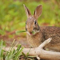 Adorable Cutest Ever Bunny Rabbit 