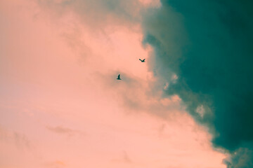Two free birds are flying high in the evening sky, against the backdrop of a beautiful, pink and cloudy landscape.