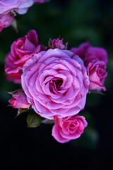 Delicate pink rose flowers. A large bouquet of roses on a bush.