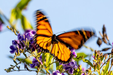 Closeup of beautiful butterfly with blue or yellow background