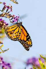 Closeup of beautiful butterfly with blue or yellow background
