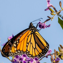 Closeup of beautiful butterfly with blue or yellow background