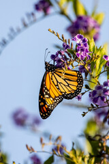 Closeup of beautiful butterfly with blue or yellow background
