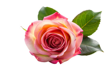 Fototapeta premium Rose isolated on white background, full depth of field 