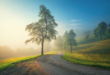 Country road in mountains in summer foggy morning. Nature background. Landscape with road, green trees and grass on the hill in fog, sky at golden sunrise in Slovenia. Beautiful view. Roadway. Scenery