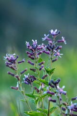 Obraz premium Green tiny plants with purple flowers. Violet flowers. Organic plants. Small purple flower in soft focus. Small violet flower in soft focus.