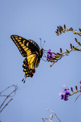 Closeup of beautiful butterfly with blue or yellow background