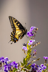 Closeup of a beautiful butterfly