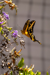 Closeup of beautiful butterfly with blue or yellow background