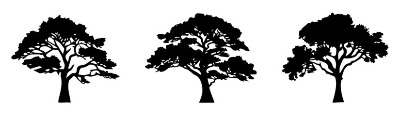 Obraz premium silhouette of a lush tree