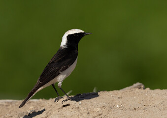Portrait of a Pied wheatear on green at Buri farm, Bahrain