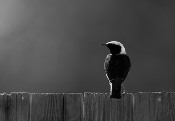 Pied wheatear perched on a wooden fence at Buri farm, Bahrain