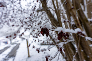 Jolie paysage à Haslital en Suisse sous la neige