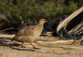 Fototapeta premium Closeup of a Grey francolin at Hamala, Bahrain