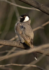 Obraz premium Portrait of White-cheeked bulbul on acacia tree, Bahrain
