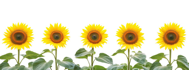 A row of sunflowers with a white background. The sunflowers are in full bloom and are arranged in a neat row. Concept of warmth and happiness, as sunflowers are often associated with positive emotions